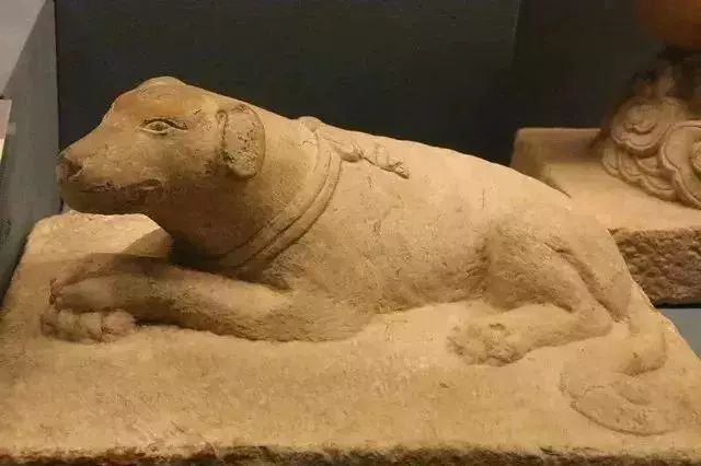 别动不动“累成狗”，汪星人表示不服！