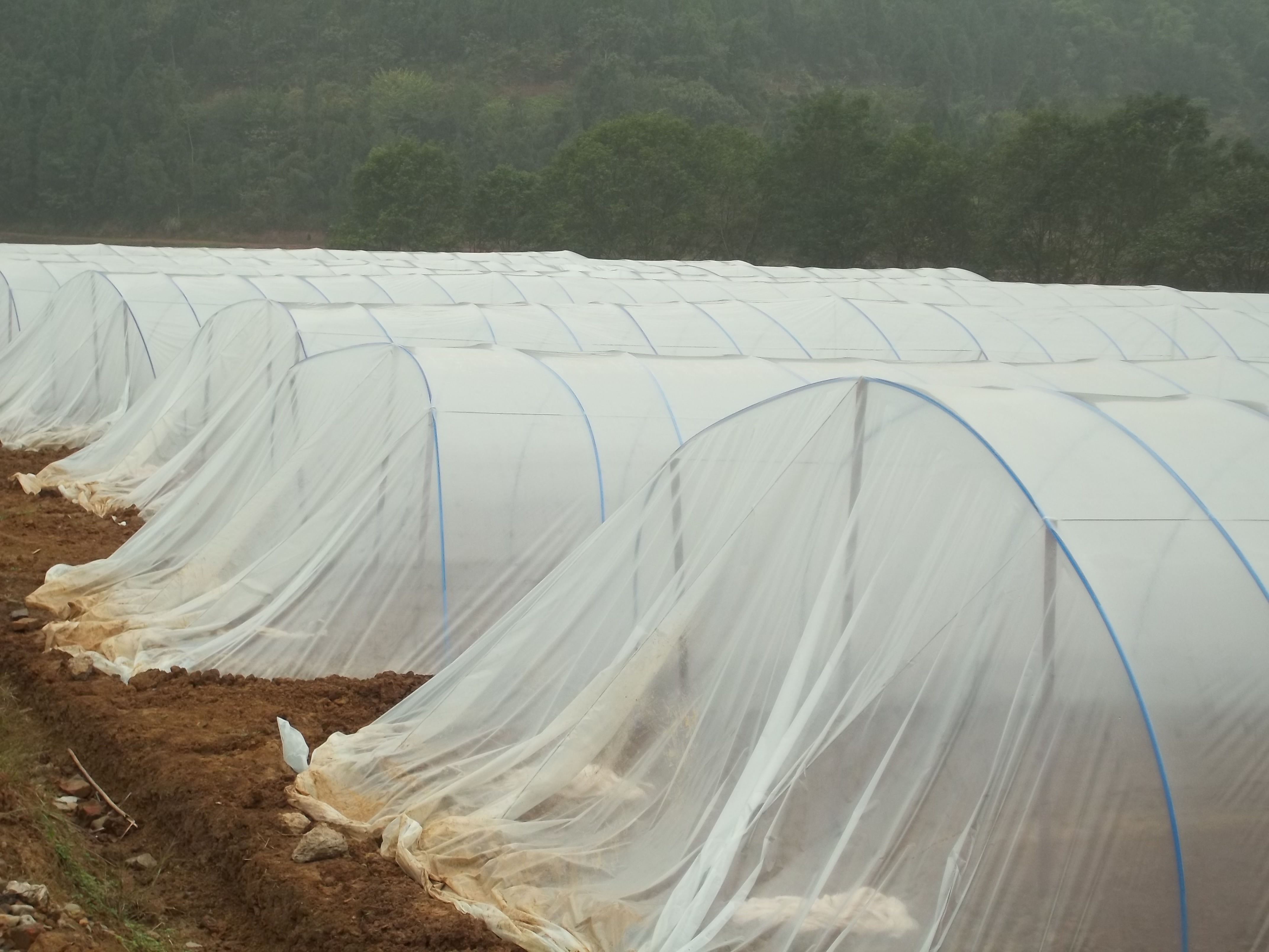 生姜温室大棚,大棚生姜育苗移栽的方法