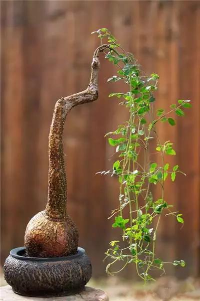 多肉大师手绘花盆,多肉顶级玩家