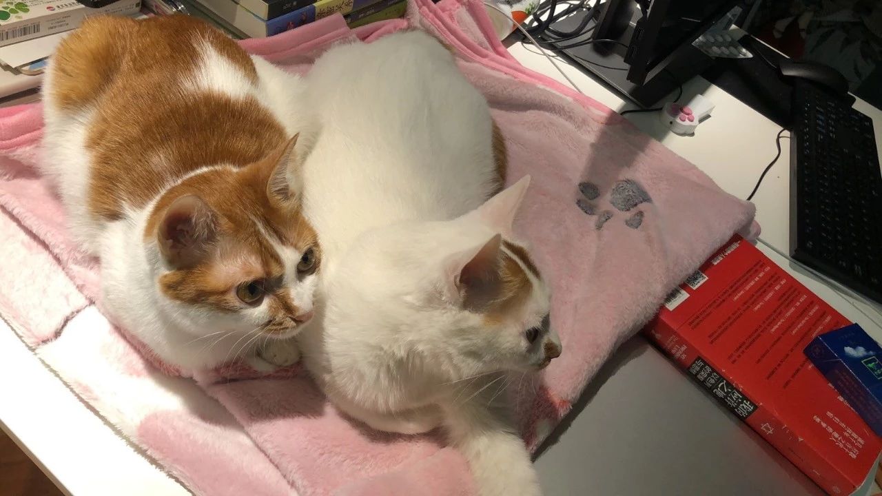 什么情况下猫粮能吃死猫,进口食品需要注意什么