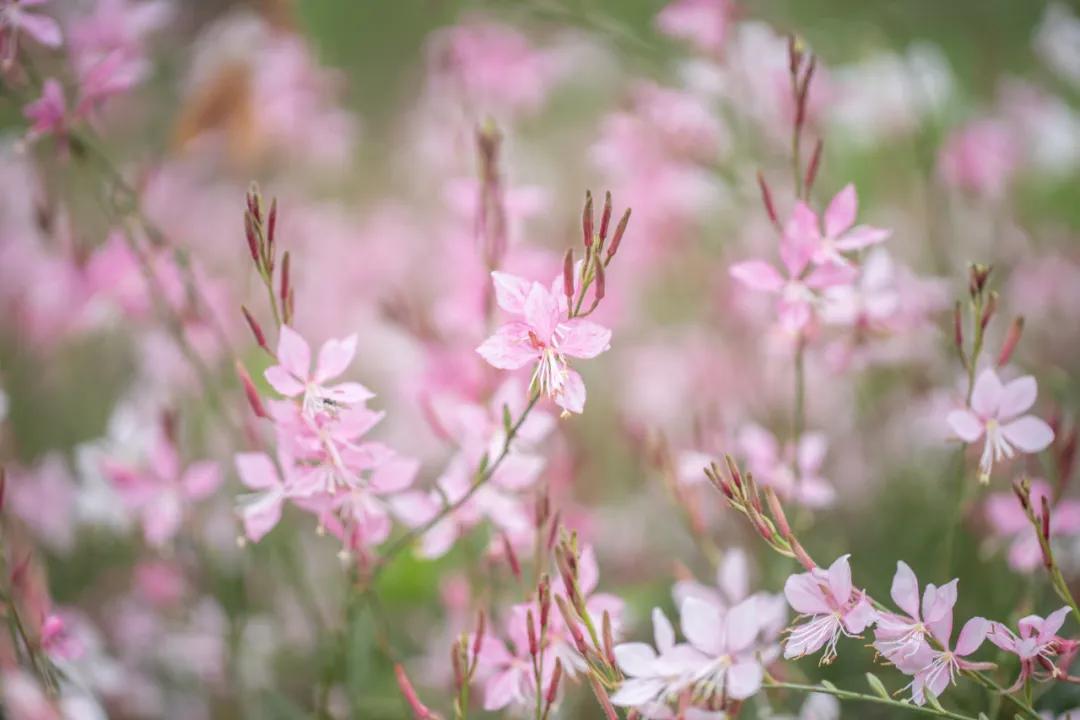 西安花海小森林,西安周边适合郊游野餐的地方