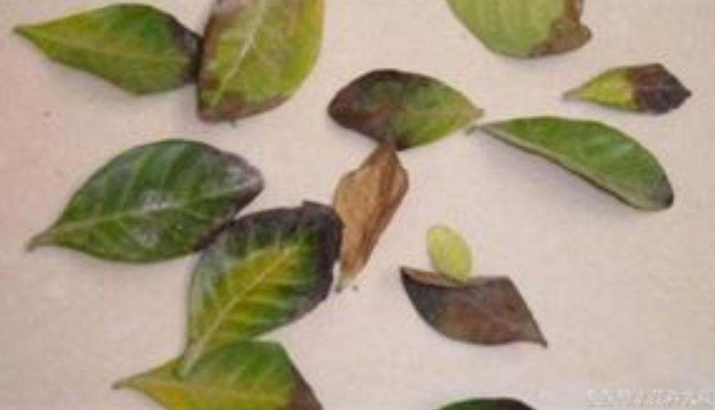 栀子花黄叶的原因及治疗方法,栀子花黄叶的原因及处理小妙招