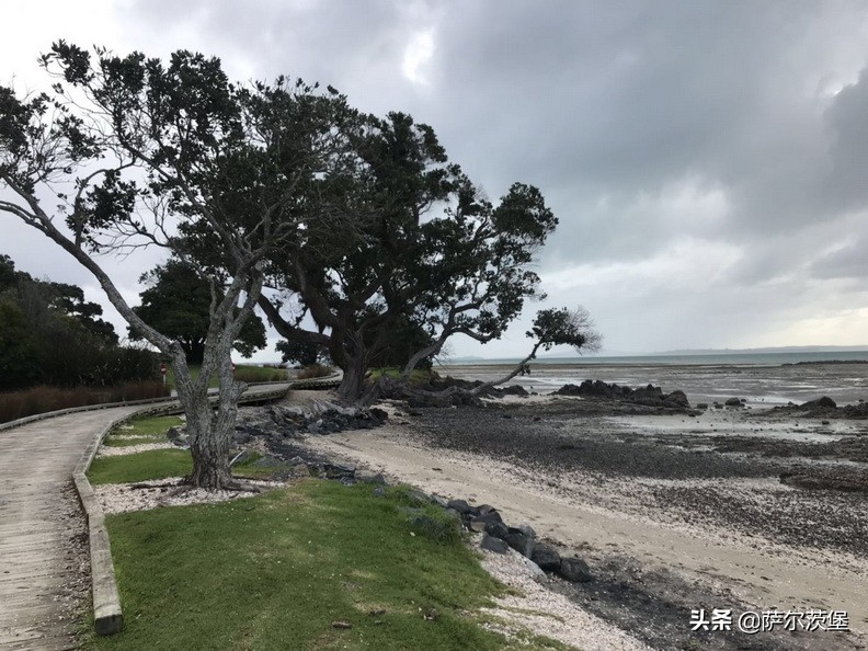 「萨堡儿」初识奥克兰-------新西兰记行之一