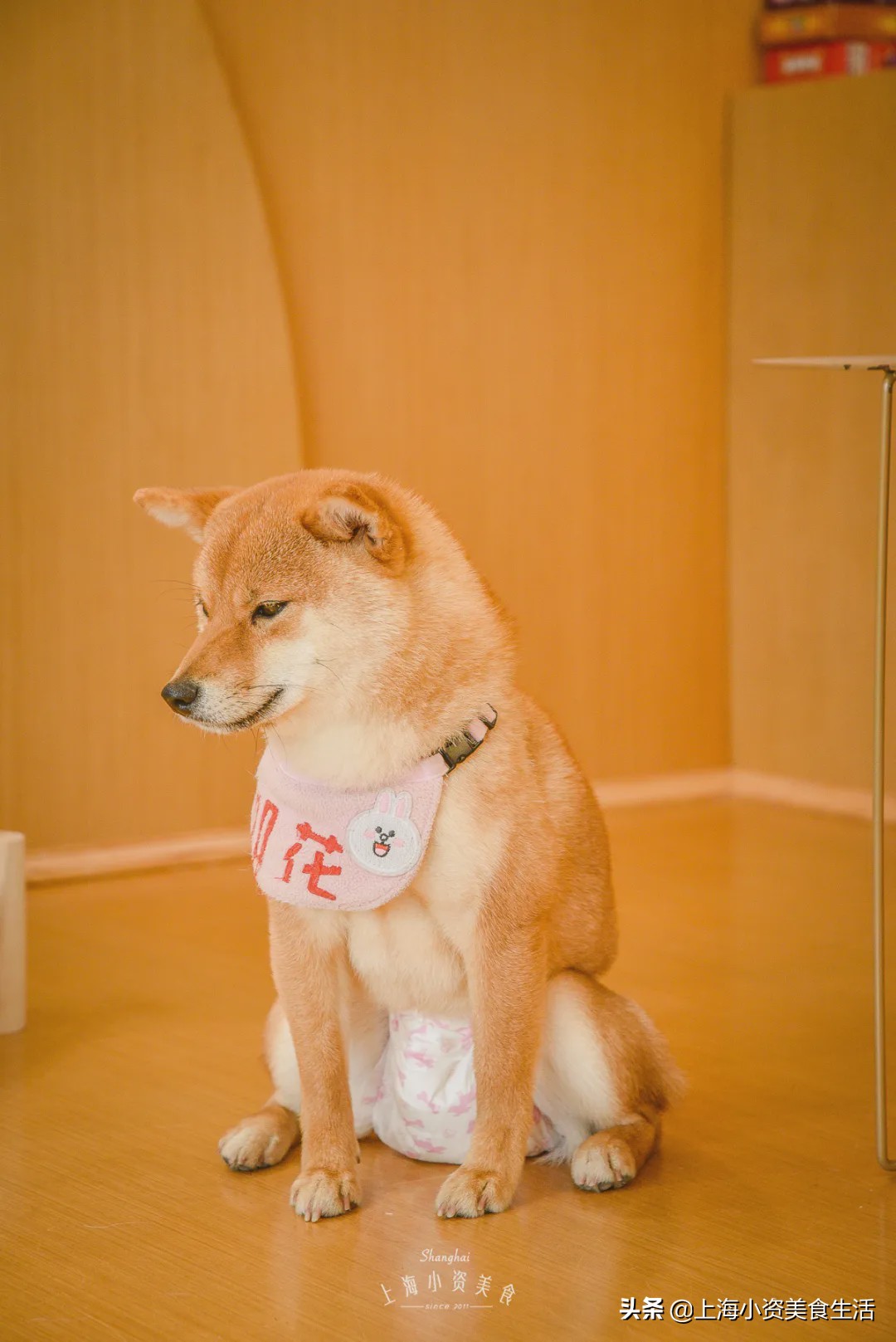 豆柴犬幼犬直播,豆柴是一只非常可爱的小狗