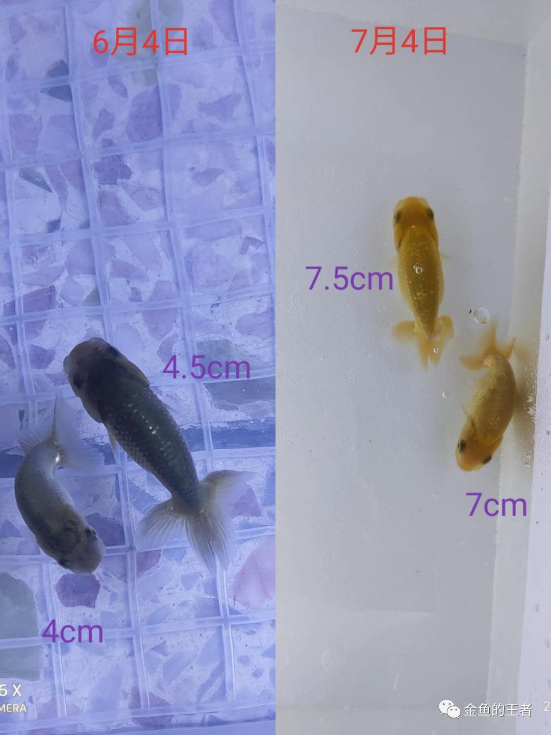 养功考试1个月，20条鱼的前后成长对比，变化太惊艳了