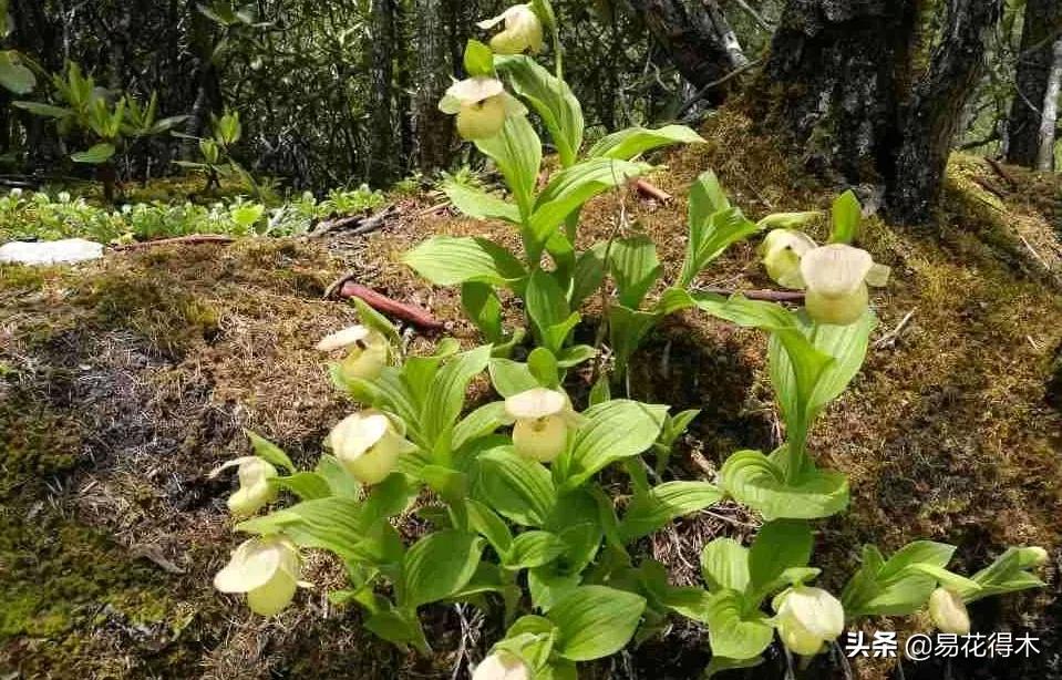 国家二级黄花杓兰,黄花杓兰与西藏杓兰