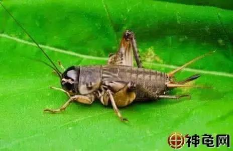 箱养蟋蟀白虫养殖方法,养半水龟水陆两栖怎样布置