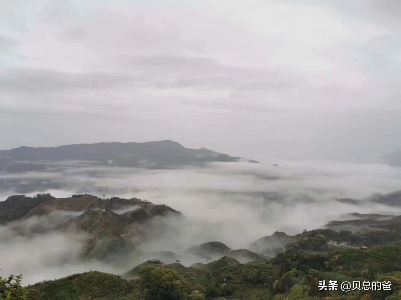 潮州凤凰茶凤凰是什么意思,潮州凤凰茶源头茶