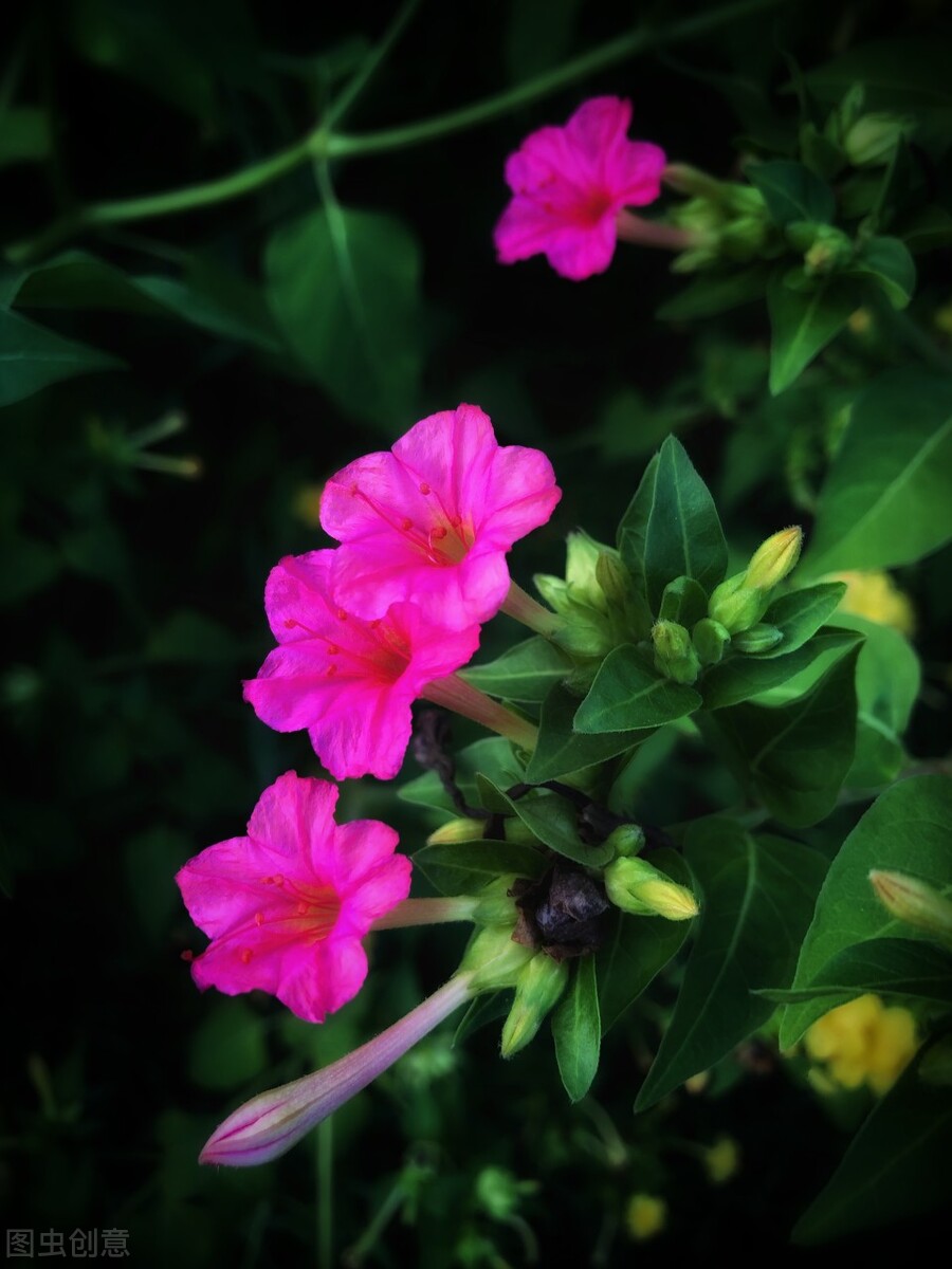 那些令人赞叹的庭院花卉,5种庭院生活方式的花卉