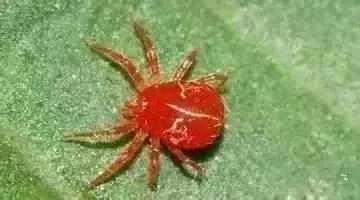 蔬菜害虫最佳防治方法,如何自制杀虫剂防治蔬菜害虫