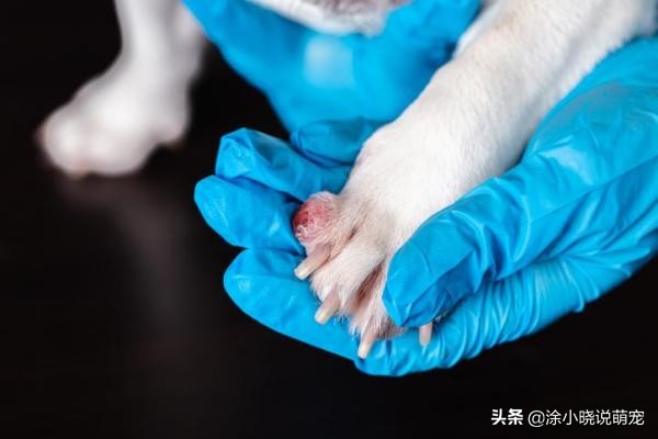 作为主人的你狗狗趾间炎你了解多少？症状、原因以及预防要知道