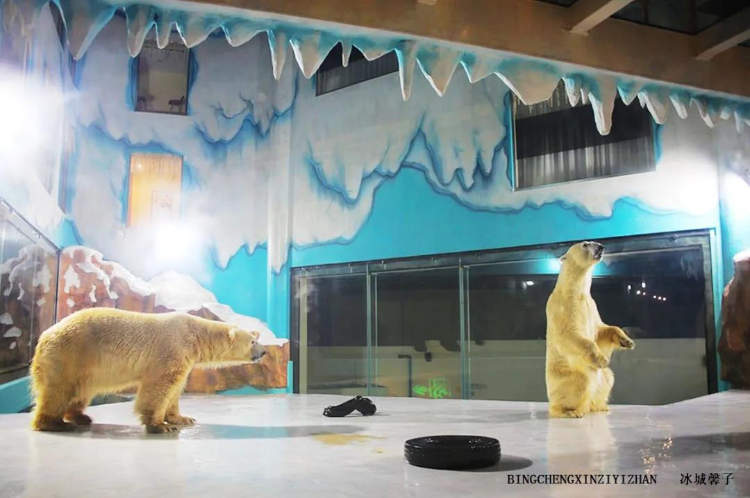 走进哈尔滨完整视频,走进哈尔滨海洋馆