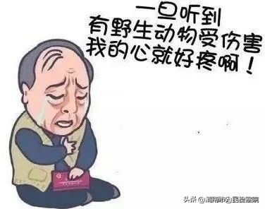 俩男子禁猎区“电烤野猪”引发山火，被判处有期徒刑8个月