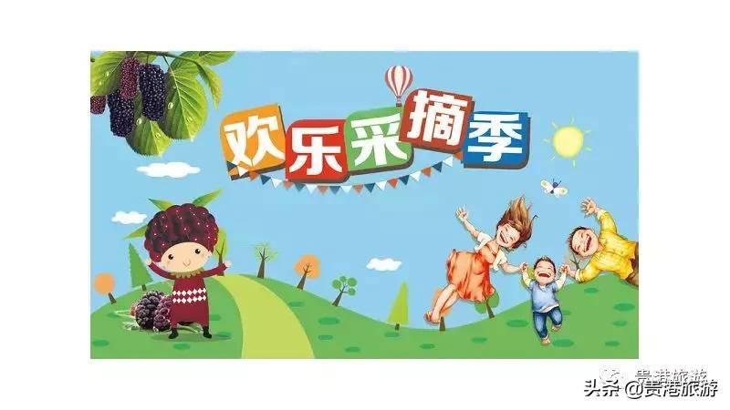 贵港周边哪里有摘桑葚,贵港附近桑葚园在哪里