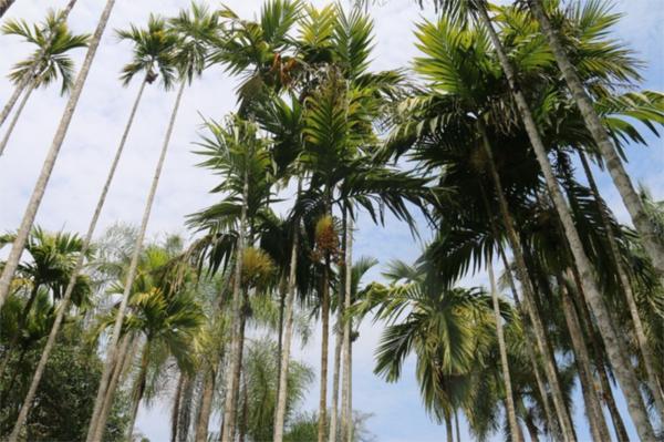 了解西双版纳的风俗和民族文化,西双版纳哈尼族特点民族文化