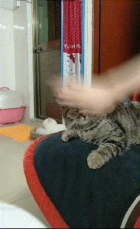 搞笑gif段子又能混饭吃了,搞笑段子gif保证你笑破肚皮