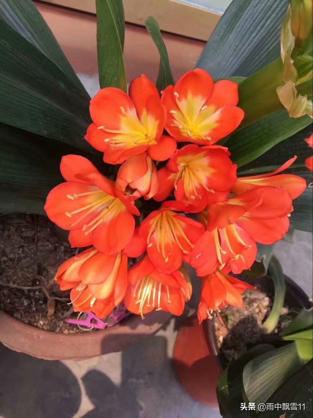 养君子兰的方法怎样管理才能开花,君子兰花芽分化后能用氮肥吗