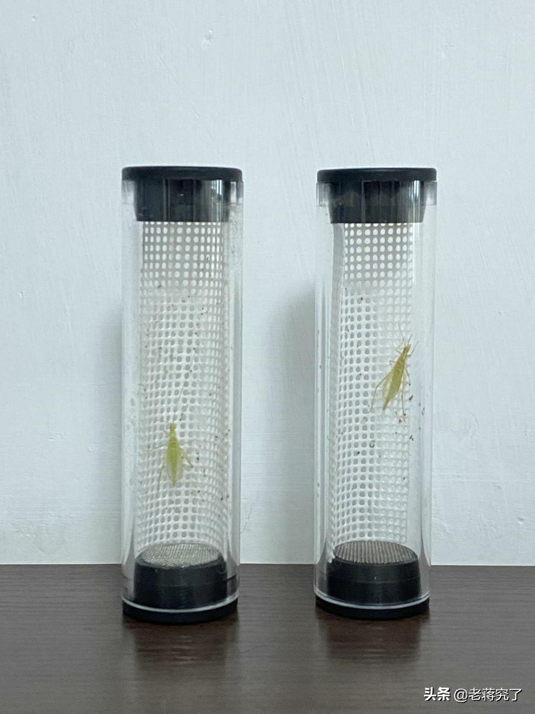 秋天到蟋蟀叫完整版,秋天到蟋蟀叫教材朗读