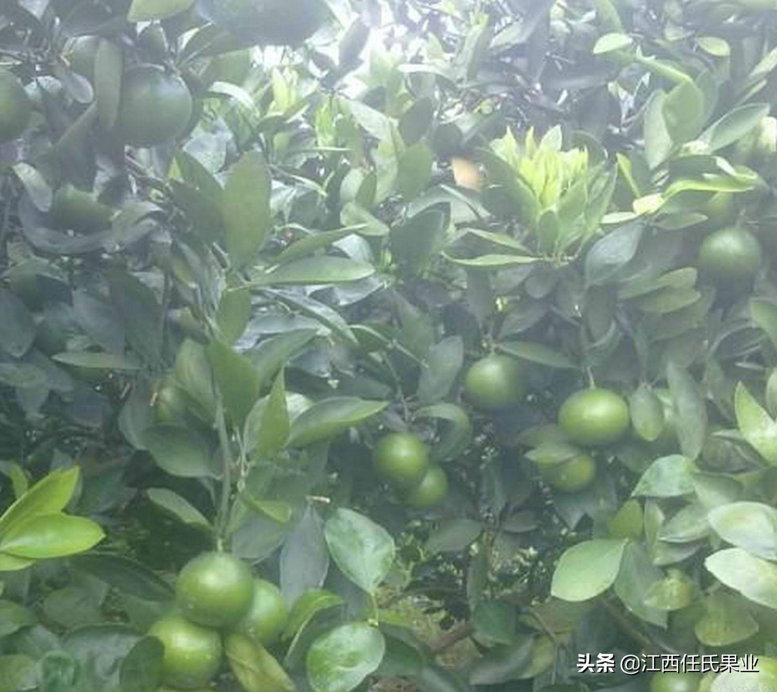 泰国红宝石青柚适合湖南种植吗,泰国红宝石青柚种植适宜温度