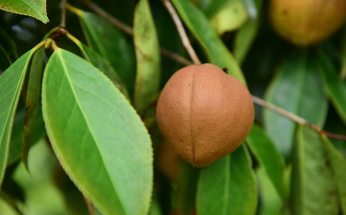 为何市场上很少有茶油,南方压榨茶油