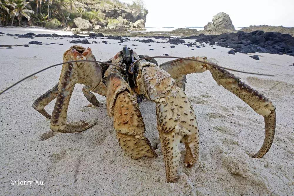 大师评图VOL.59丨“哥斯拉”出没注意！摄影创意无限！