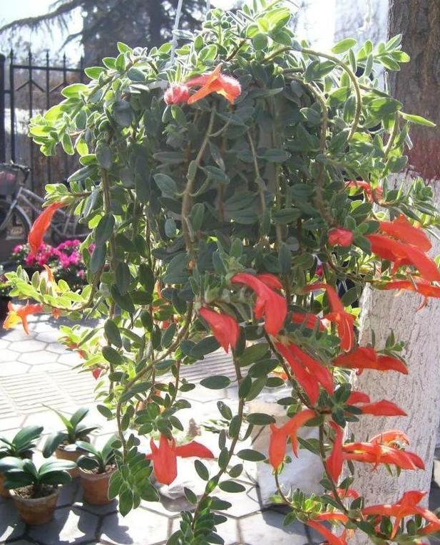 金鱼吊兰怎么养才能快速开花,春天金鱼吊兰开花可以晒太阳吗