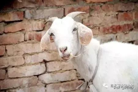 用羊粪做有机肥需要添加什么材料,如何利用羊粪制作有机肥