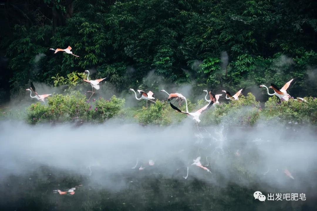 长隆飞鸟乐园长隆熊猫酒店怎么选,周一长隆野生动物园游玩攻略