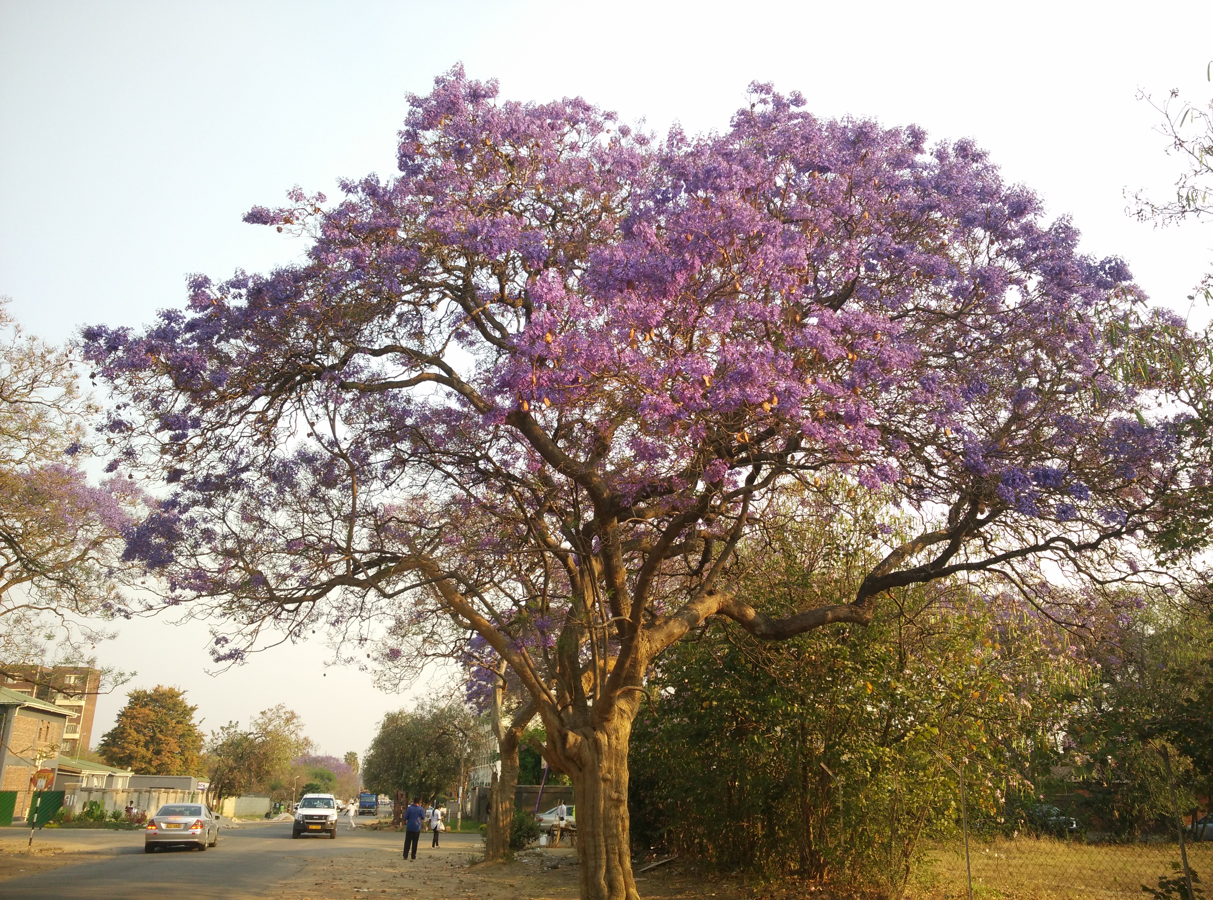 海外生活篇章第一站——非洲津巴布韦