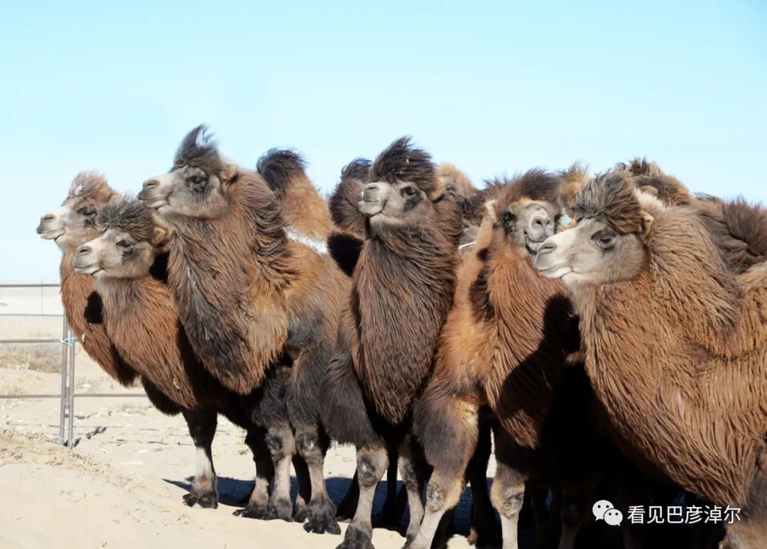 戈壁红驼，乌拉特草原上的珍珠