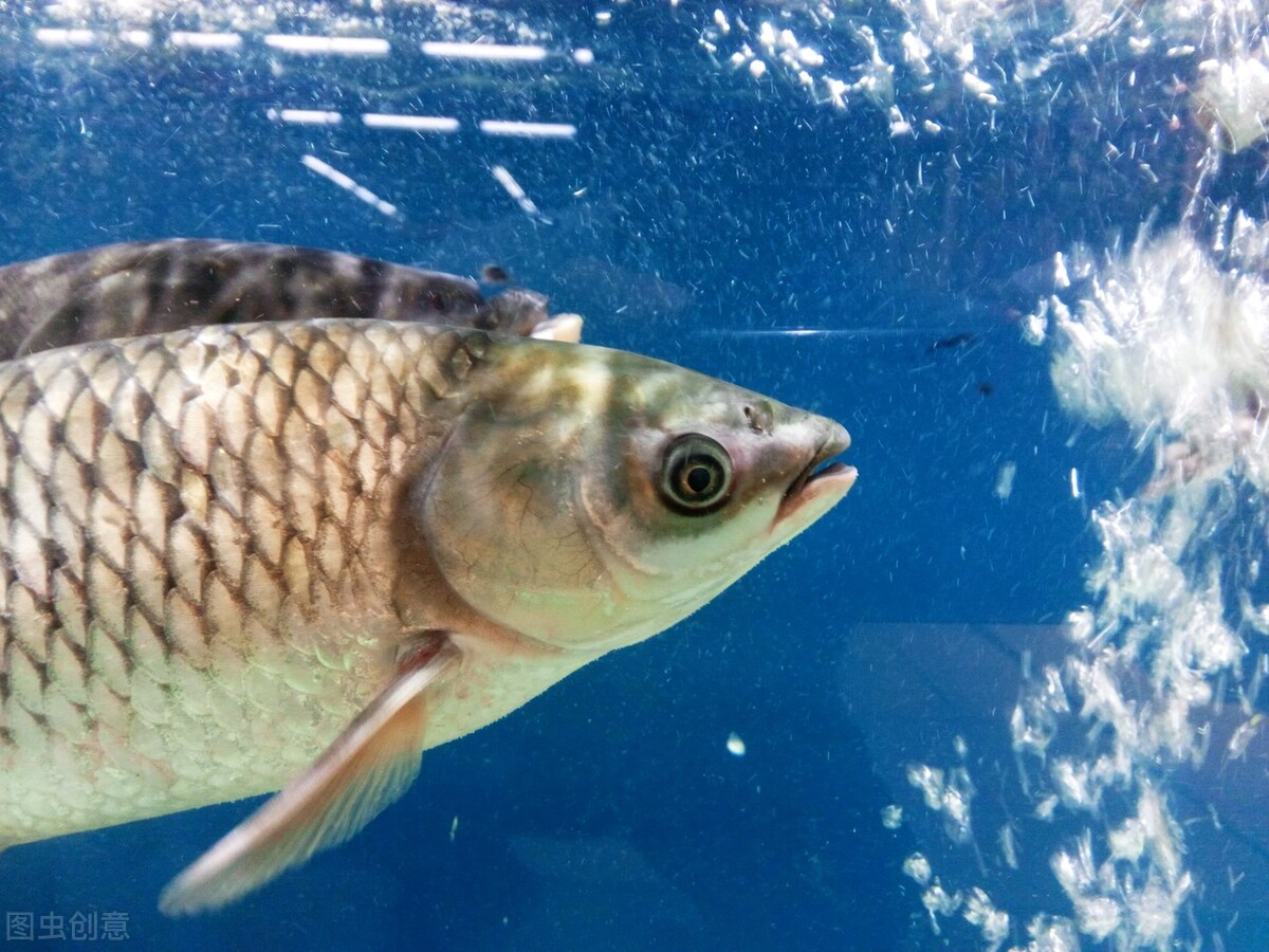 钓草鱼的最佳饵料比例,钓草鱼技巧与多种饵料选择