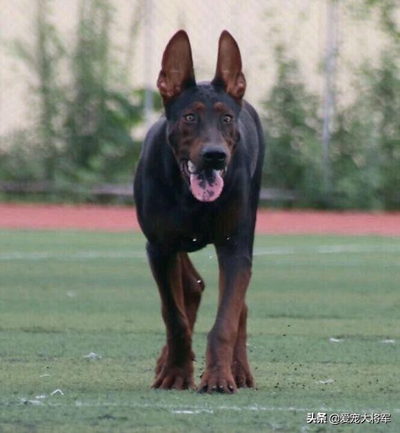 杜宾犬和罗威纳犬哪个狗性格好,罗威纳犬和杜宾犬集合结合