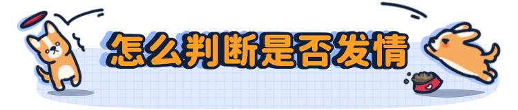 狗狗第一次来姨妈很肿,狗狗第一次来姨妈拉肚子