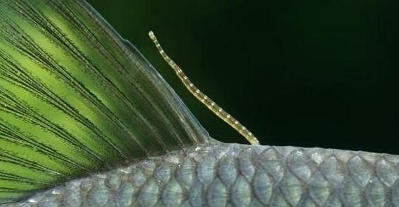 如果水蛭不小心吃掉了怎么办,误食活水蛭有什么危害