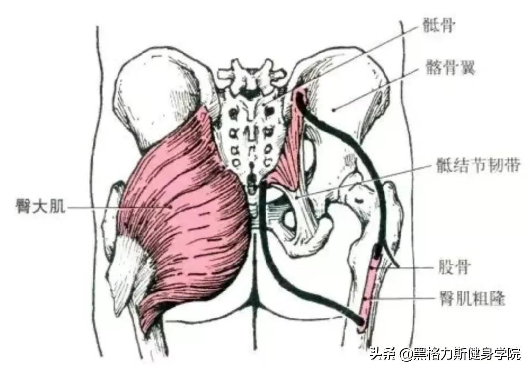 健身腿部解剖动作讲解,健身训练及肌肉解剖图谱大全