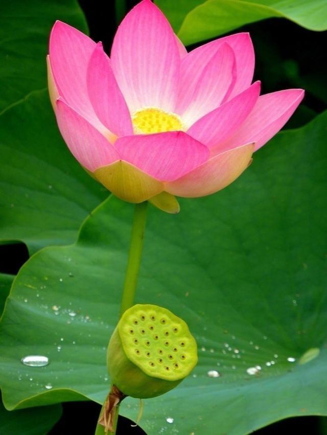 感悟人生的经典佛语视频,感悟人生佛缘情感语录