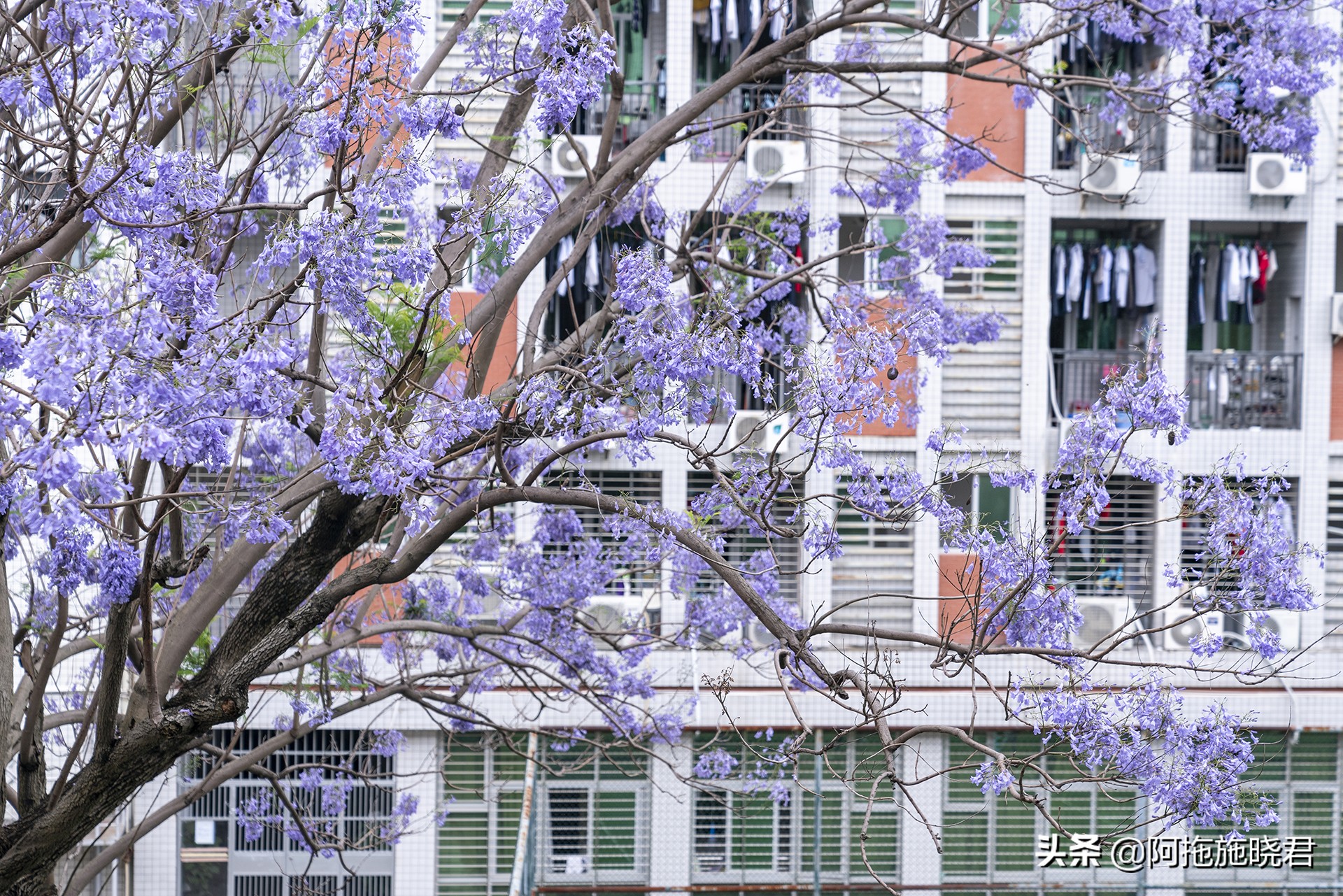 蓝花楹花语及图片大全,蓝花楹的花语还是很让人着迷