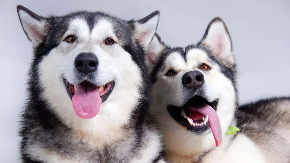 一招辨别哈士奇纯不纯的方法,哈士奇纯不纯看它的眼睛就知道了