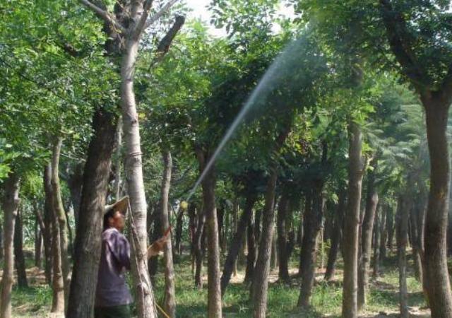 白蜡树怎样种植成活率高,白蜡树的全冠和半冠区别