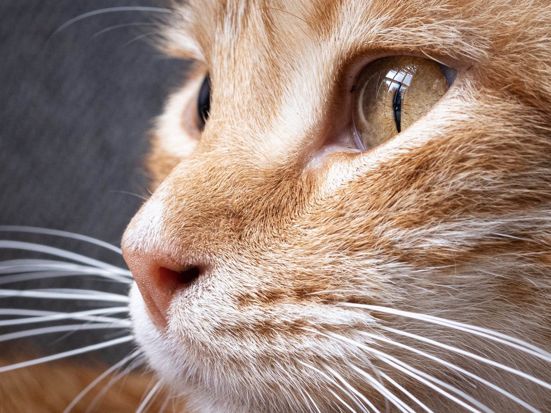 富士gfx50sii视频测试,富士高端相机gfx100s参数