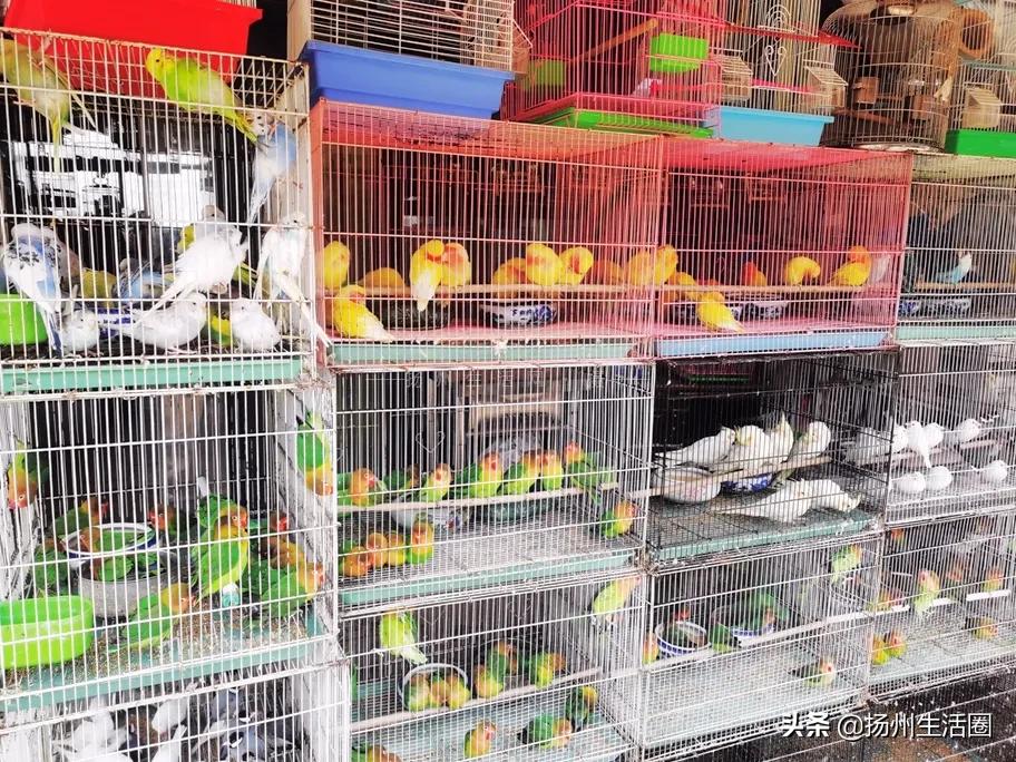 扬州花卉市场大全,扬州西区花卉市场