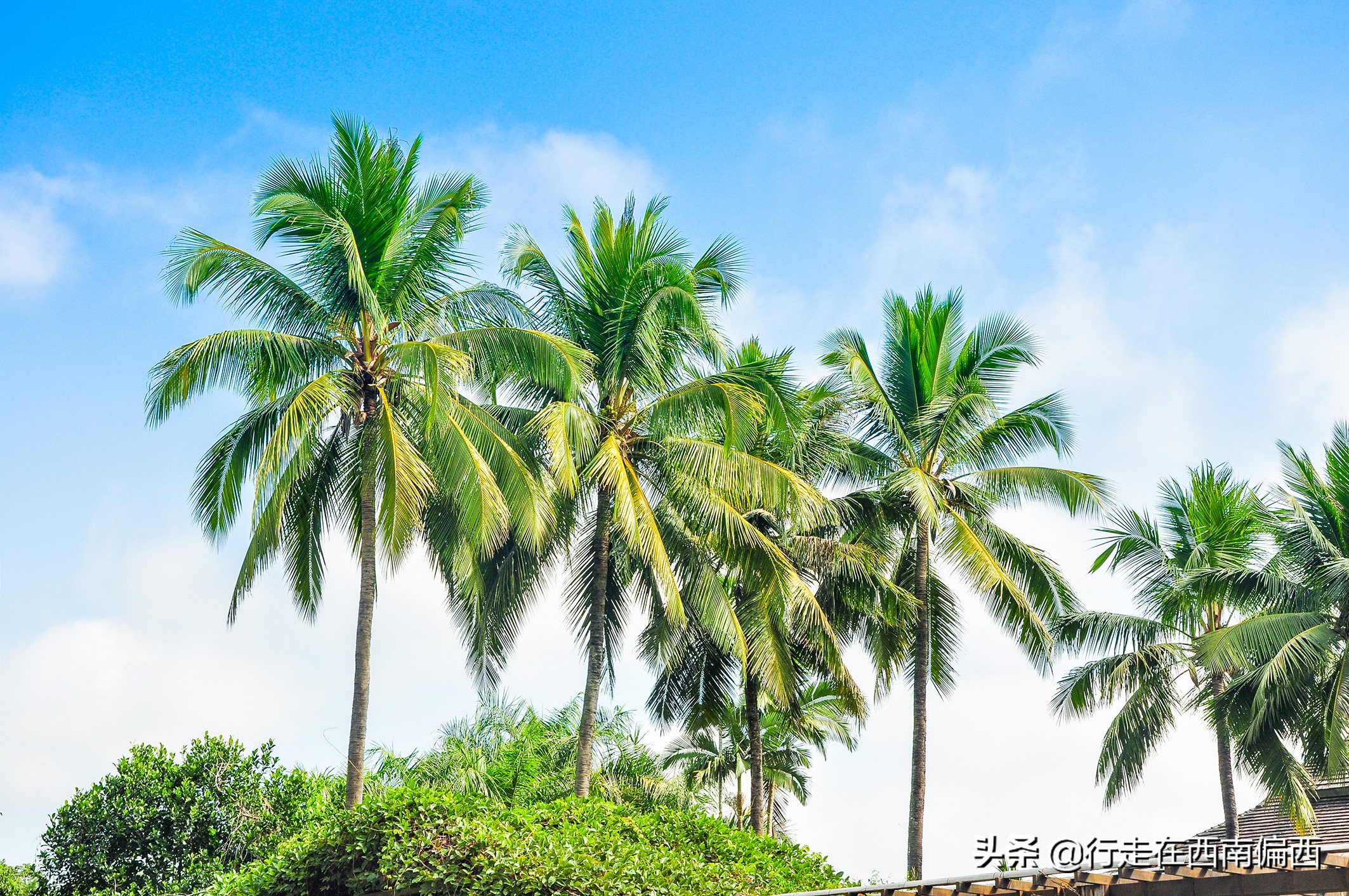 西双版纳五树六花185平米,西双版纳花的世界
