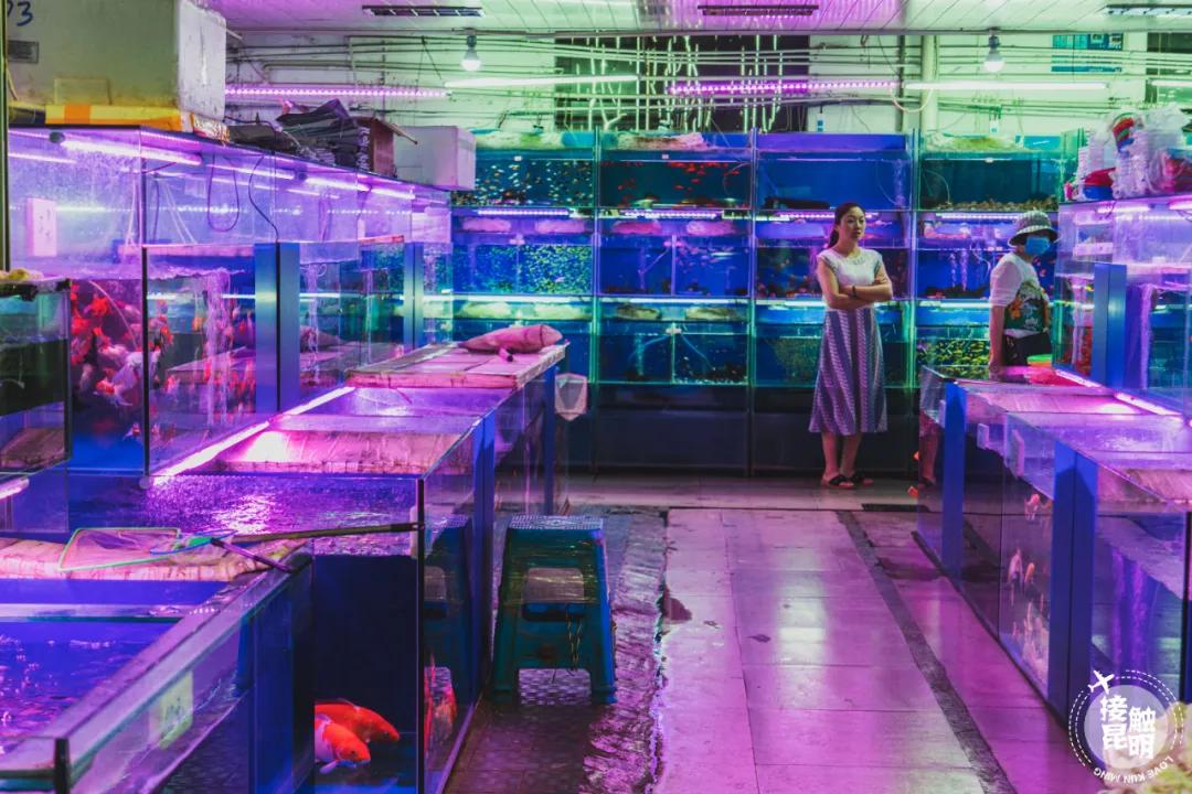 逛逛园博花鸟市场,园博花鸟市场攻略