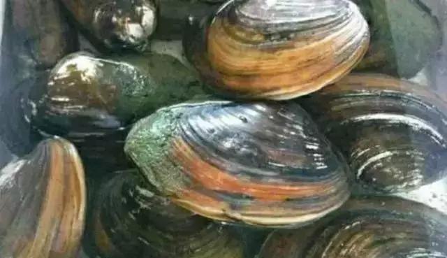 喜欢珍珠的女人是如何挑选珍珠的,珍珠怎么挑选佩戴