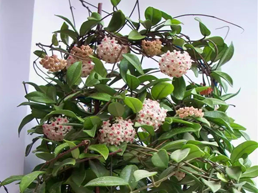 球兰开花的正确方法,球兰花开几天就败了