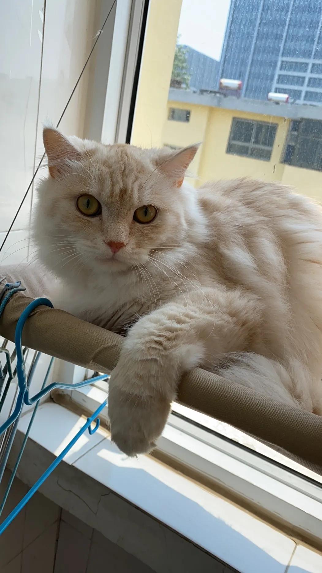 从小养的橘猫还会有野性吗,养橘猫的都是什么人