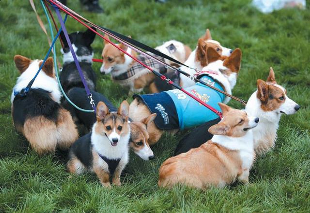 宠物品种比较好养的有哪些狗狗呢,罕见又好养的狗狗排名前十