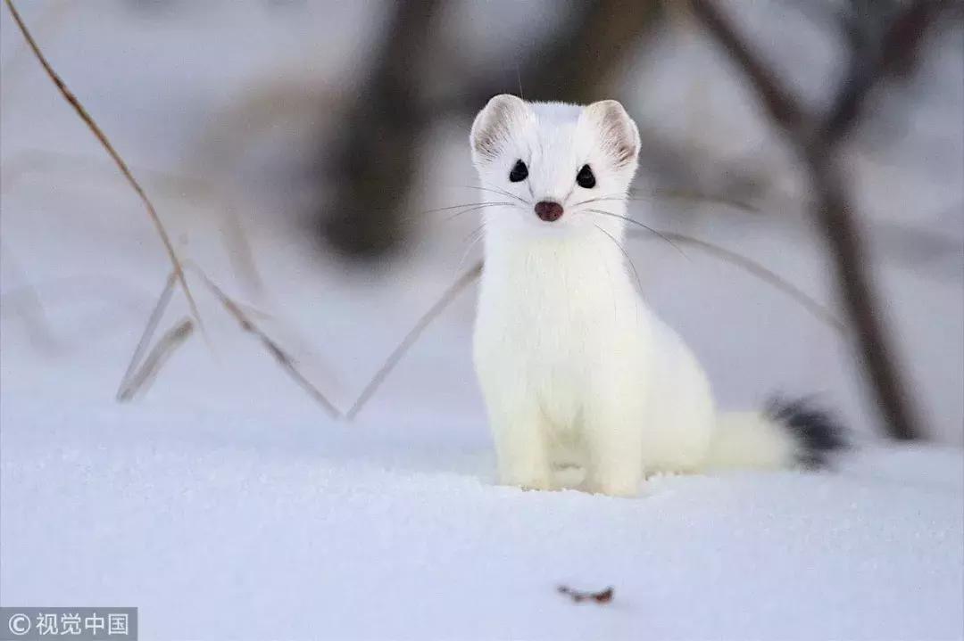认识鲨鱼斑马恐龙等10种动物,六角恐龙海底生物