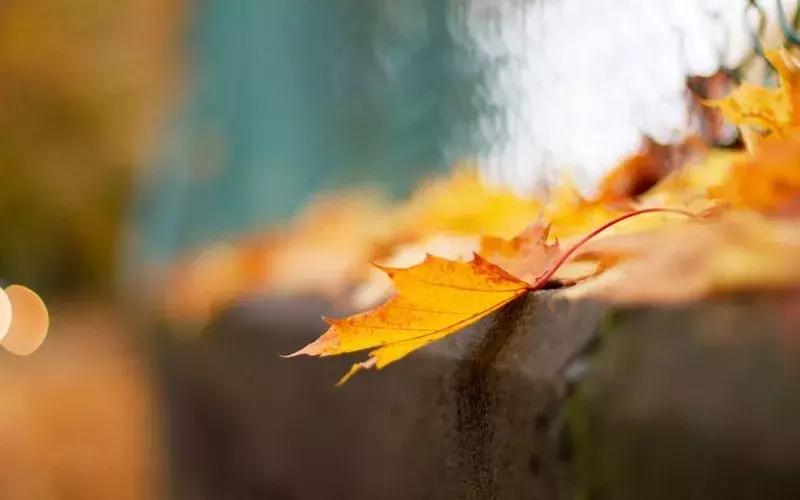 当代美诗都在此！和尚诗壁（76）回望当年牵手处，而今唯有落花新