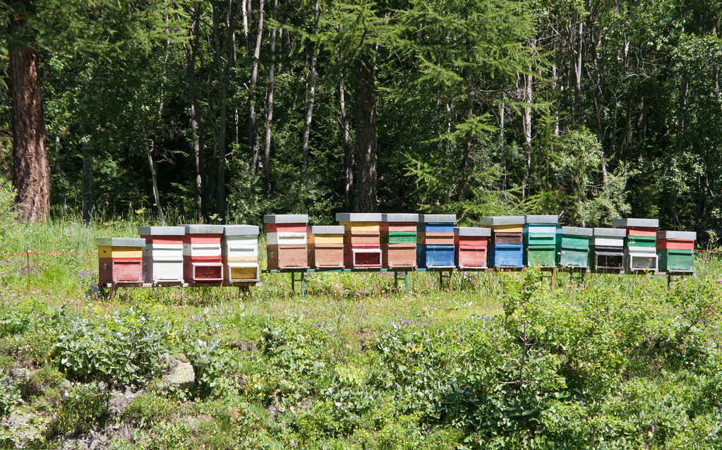 蜜蜂养殖技术交流培育蜂王,蜜蜂养殖技术怎么看蜂王